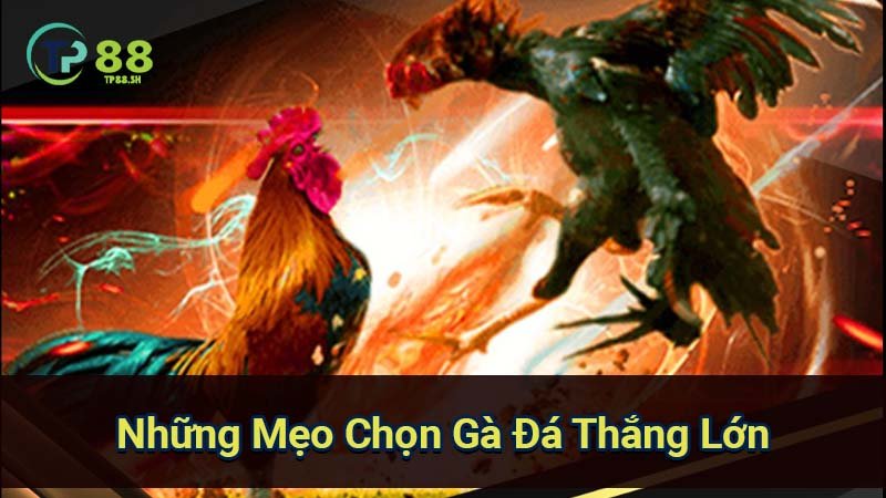 Mẹo Đá Gà Thắng Lớn: Bí Quyết Từ Chọn Gà Đến Chiến Thuật 5 nhung-meo-chon-ga-da-thang-lon