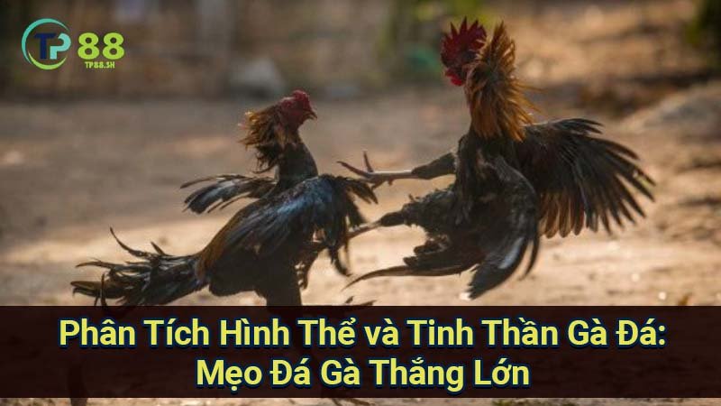 Mẹo Đá Gà Thắng Lớn: Bí Quyết Từ Chọn Gà Đến Chiến Thuật 6 phan-tich-hinh-the-va-tinh-than-ga-da:-meo-da-ga-thang-lon