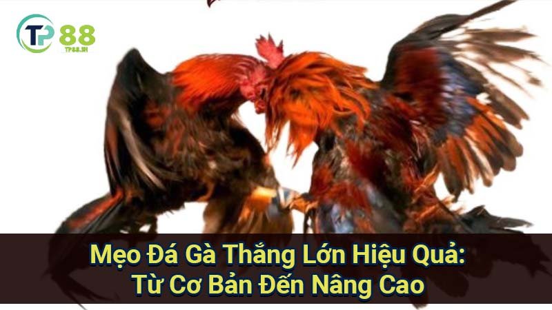 Mẹo Đá Gà Thắng Lớn: Bí Quyết Từ Chọn Gà Đến Chiến Thuật 7 meo-da-ga-thang-lon-hieu-qua:-tu-co-ban-den-nang-cao